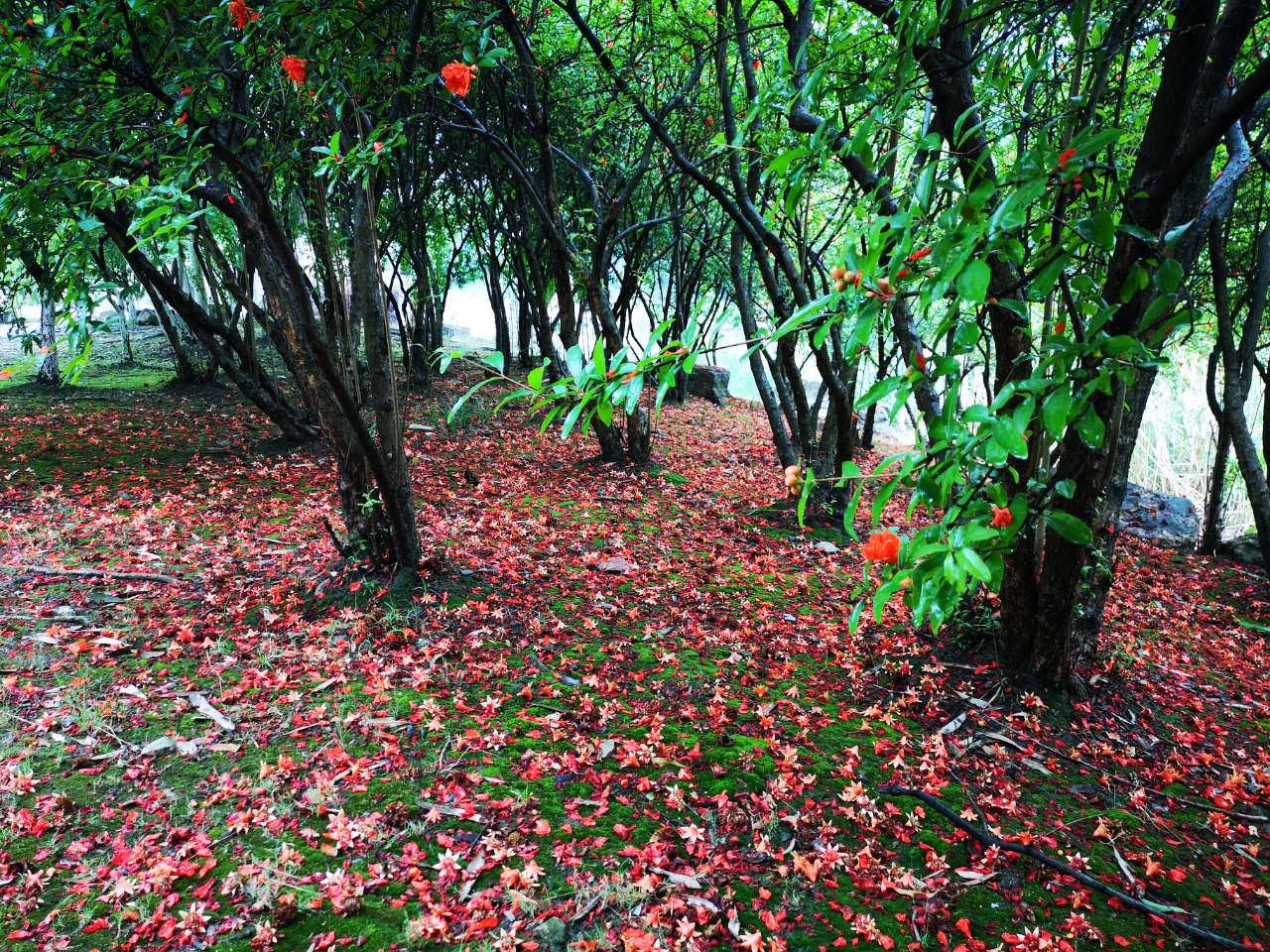 夜来风雨声,花落知多少?